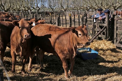 Se prevé que siga la demanda sobre la carne argentina y por ello es clave mejorar la producción ganadera