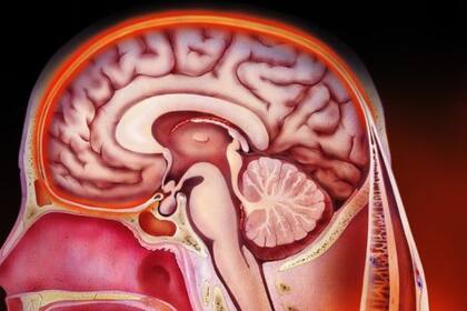 La meningitis puede estar causada por virus o bacterias y puede ser una enfermedad mortal