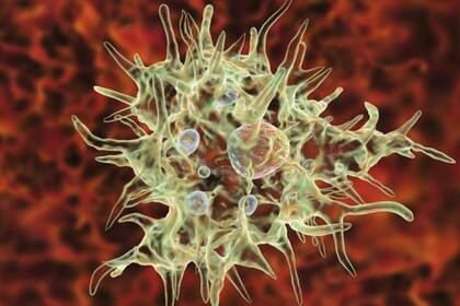 La meningoencefalitis amebiana primaria tiene un altísimo índice de mortalidad.