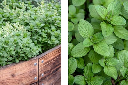 La menta es muy fácil de cultivar en casa y puede ser invasiva, por lo que se recomienda plantar dentro de contenedores