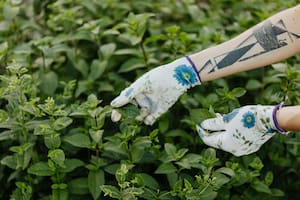 La menta es una de las plantas que deberías tener en tu jardín por sus propiedades benéficas