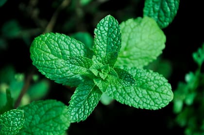 La menta es una planta que combate los problemas digestivos, respiratorios, bucales, entre otros (imagen ilustrativa)