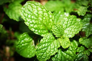 La menta posee gran cantidad de beneficios para el cuidado del cuerpo (imagen ilustrativa)