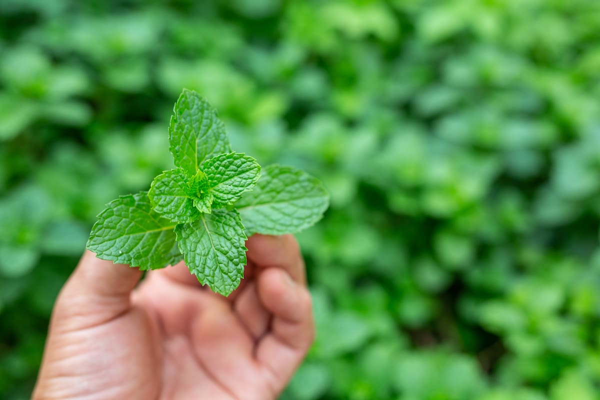 La menta sirve para darle un toque especial al mate (Foto: Freepik)