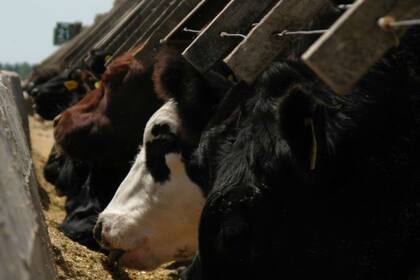 La Mesa Argentina de Carne Sustentable elabora la definición del concepto local