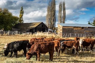 El campo patagónico exige mantener sin cambios una barrera sanitaria