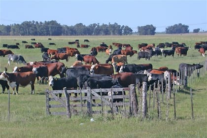La meta es compatibilizar la agricultura y la ganadería