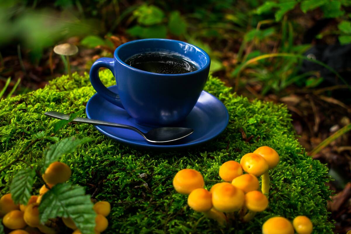 La mezcla ya viene con los hongos que tienen propiedades que ayudan al intestino y el hígado