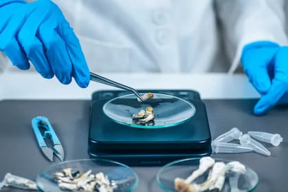 La microdosis de hongos es una práctica cada vez más habitual en la Argentina