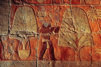 La mirra, tan preciada, llegó no sólo procesada como resina sino que también trajeron la planta misma, que aquí se ve a la izquierda en una canasta y a la derecha, sembrada