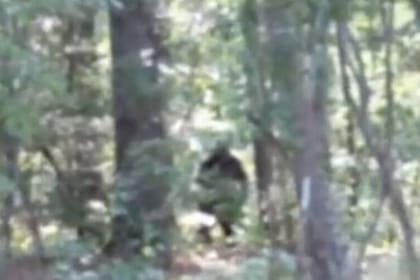 La misteriosa criatura apareció registrada en un video aficionado. Fuente: Instagram/cryptiduniversity