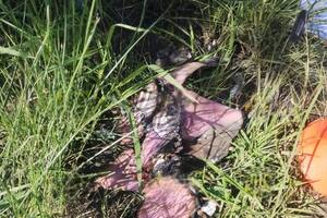 La mochila y valija calcinadas que se encontraron en el barrio Emerenciano Sena y podrían pertenecer a Cecilia