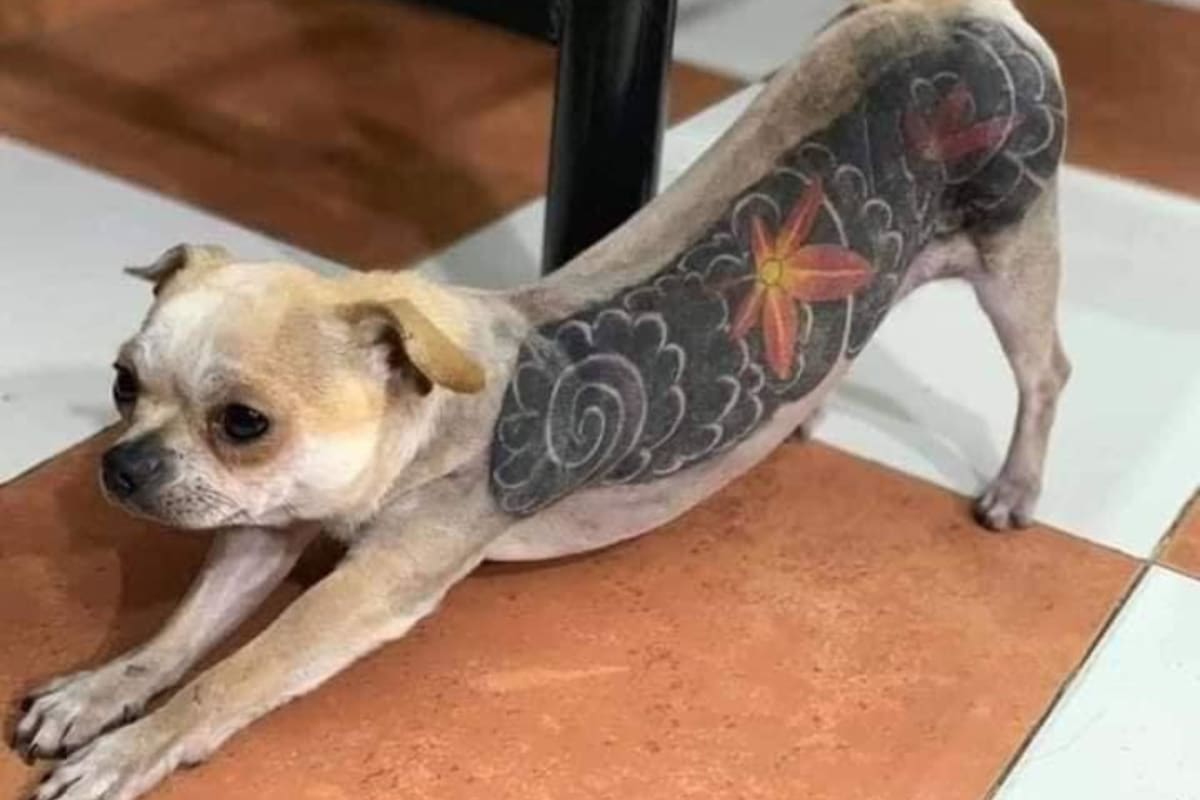 La moda de aplicar tatuajes a los perros generó repudio en las redes sociales y fue desaconsejado por las sociedades protectoras de animales