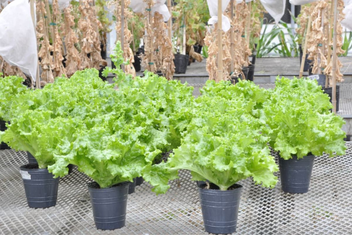 La modificación genética se basa en mejorar los mecanismos de defensa