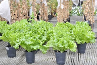 La Argentina se coloca en un lugar privilegiado en la investigación de la lechuga