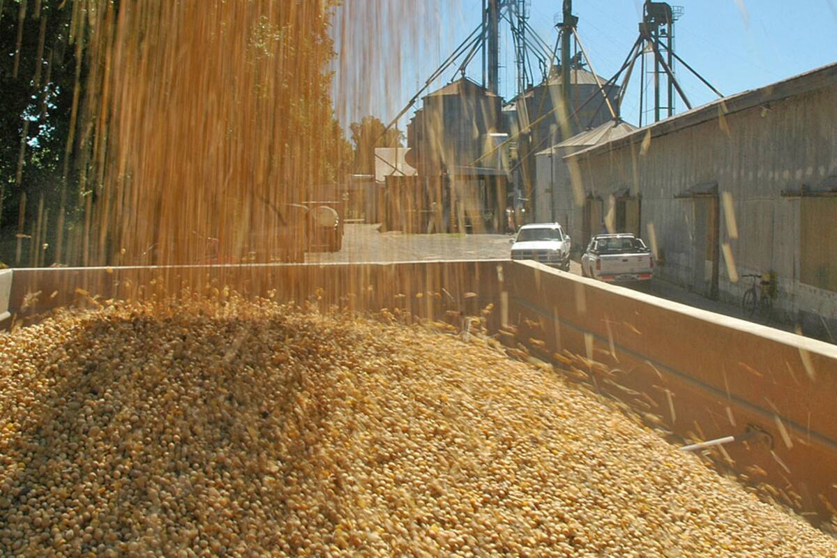 La molienda oleaginosa, principalmente de soja, exhibe una caída interanual del 25,5 por ciento