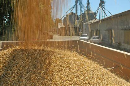 La molienda oleaginosa, principalmente de soja, exhibe una caída interanual del 25,5 por ciento