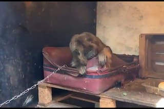 Encontraron a una mona encadenada en el patio de una casa