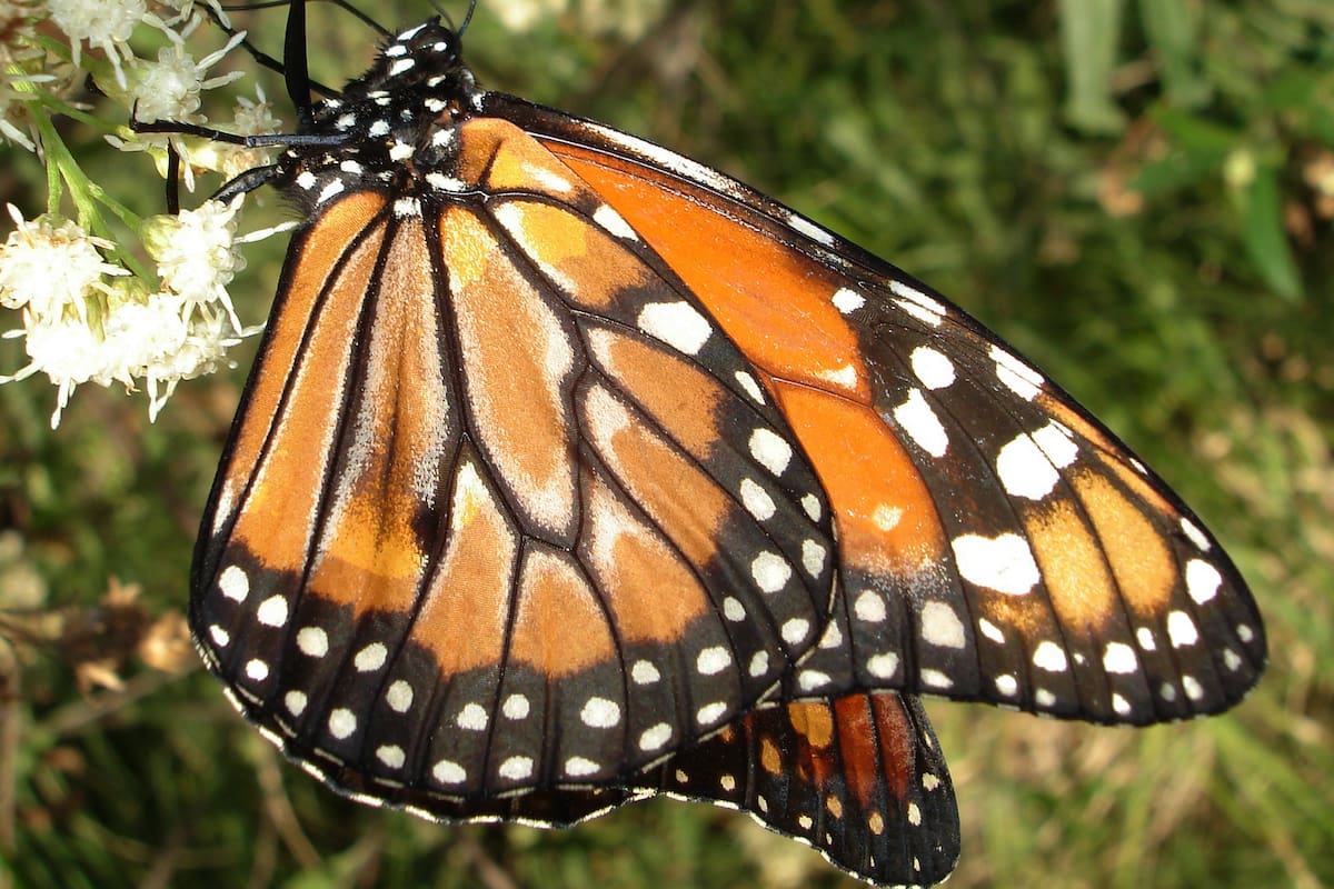 Mariposas porteñas. Monarca del Sur (Danaus erippus) en Reserva Ecológica Costanera Sur.