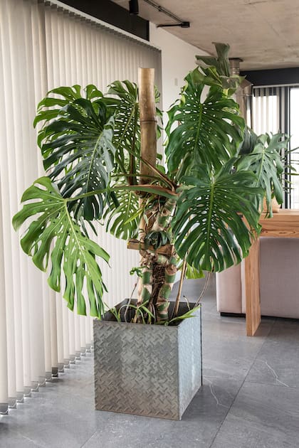 La Monstera deliciosa no pasa de moda, hoy es la planta más buscada en Google y una de las preferidas en los viveros