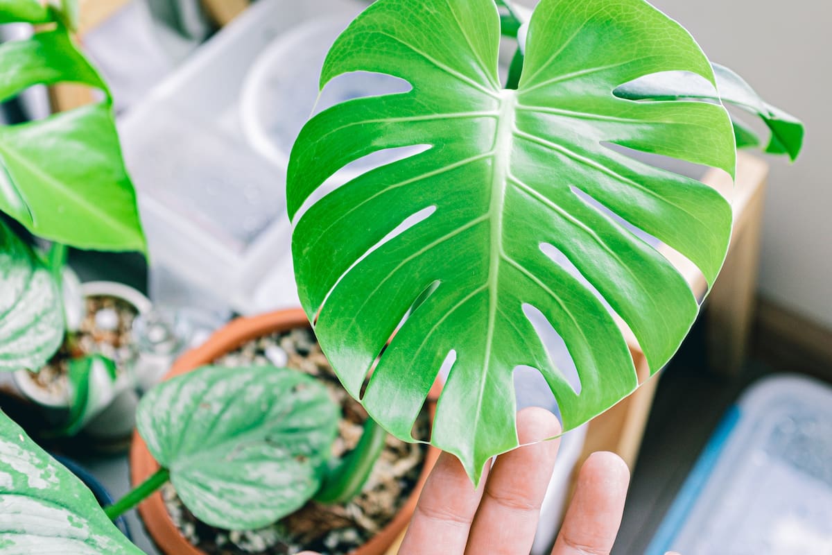 La monstera requiere pocos cuidados, pero hay algunas claves para que crezca sana