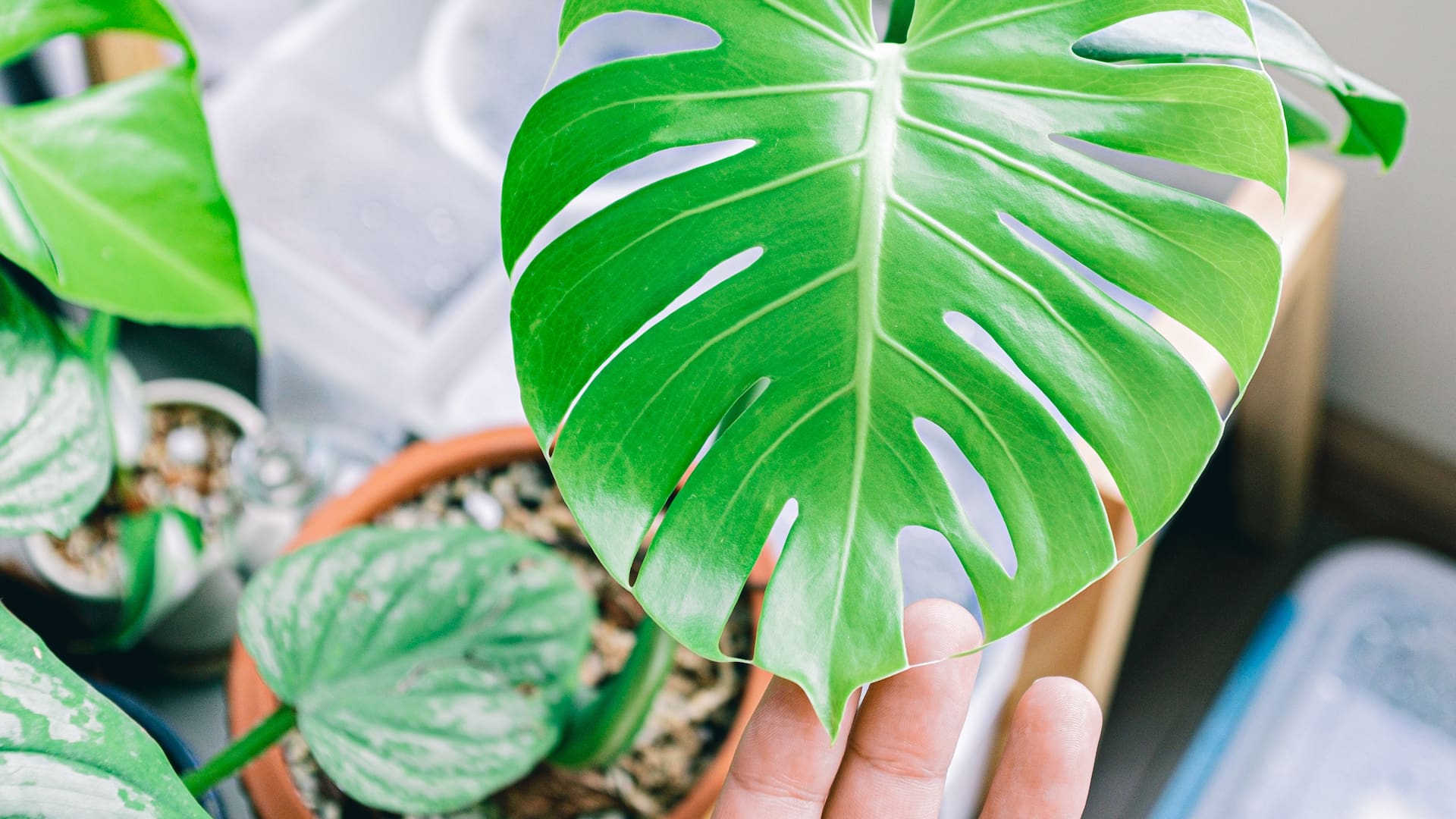 La monstera requiere pocos cuidados, pero hay algunas claves para que crezca sana