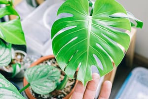 La monstera requiere pocos cuidados, pero hay algunas claves para que crezca sana