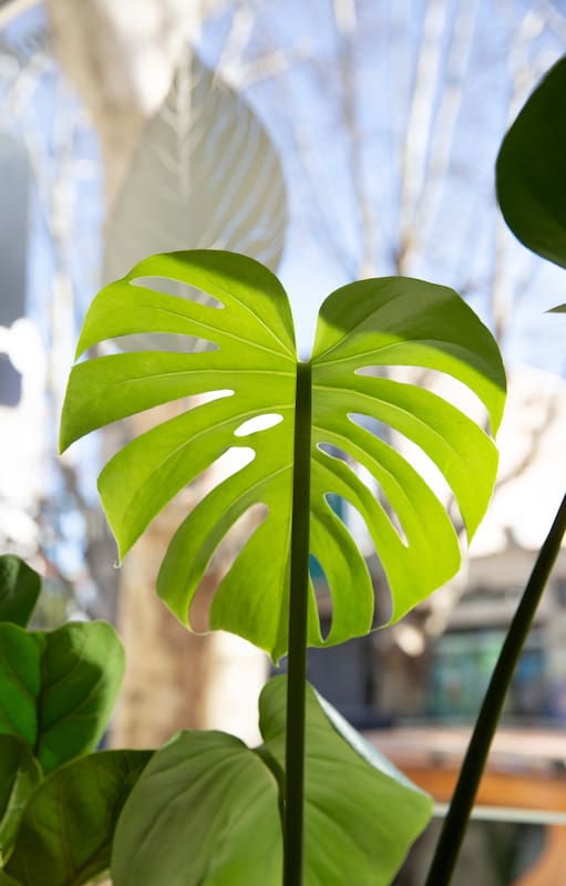 La monstera requiere pocos cuidados, pero hay algunas claves para que crezca sana