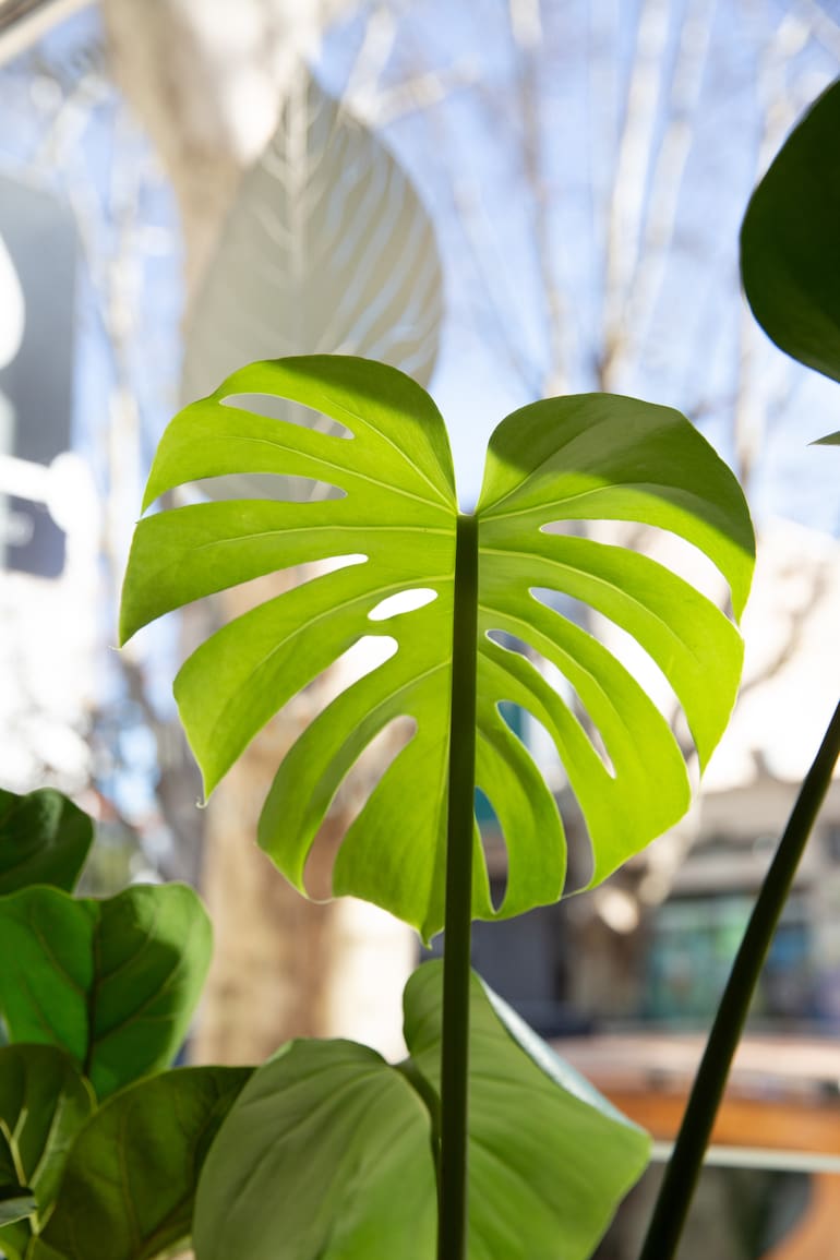 La monstera requiere pocos cuidados, pero hay algunas claves para que crezca sana