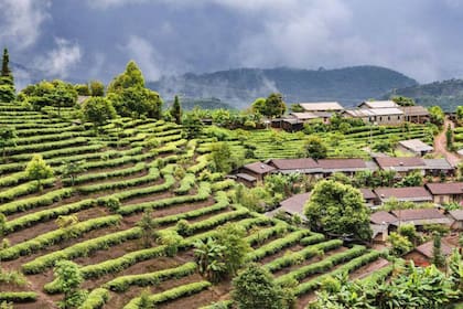 La montaña de Jingmai en Pu’er, en la provincia China de Yunnan, tiene una de las plantaciones de té más grandes y antiguas del planeta