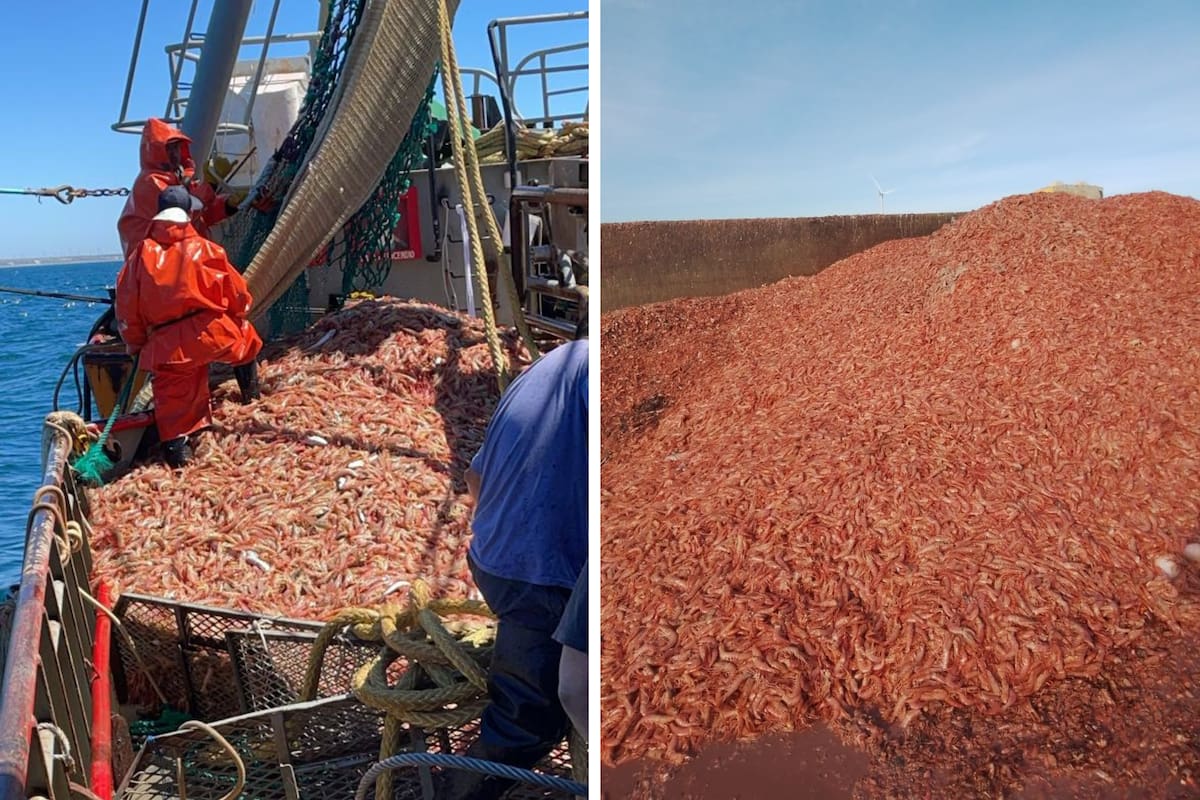 La montaña de langostinos descartada por una medida gremial en Chubut