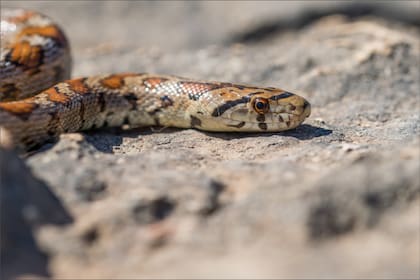 La mordedura de la taipán del interior provocó que Van Sertima perdiera el conocimiento y comenzara a sangrar por los ojos, los oídos y las encías