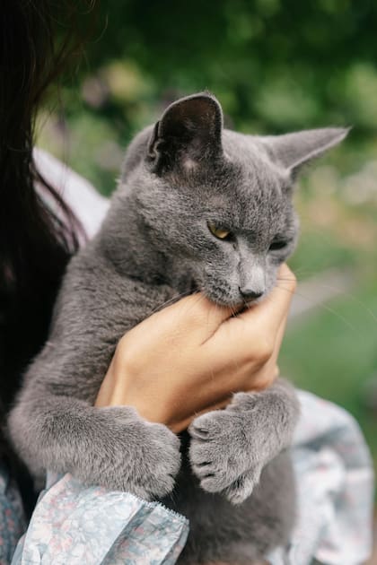La "mordida de amor” es una señal, no de agresividad, sino de un límite que el gato pone para finalizar la sesión de caricias