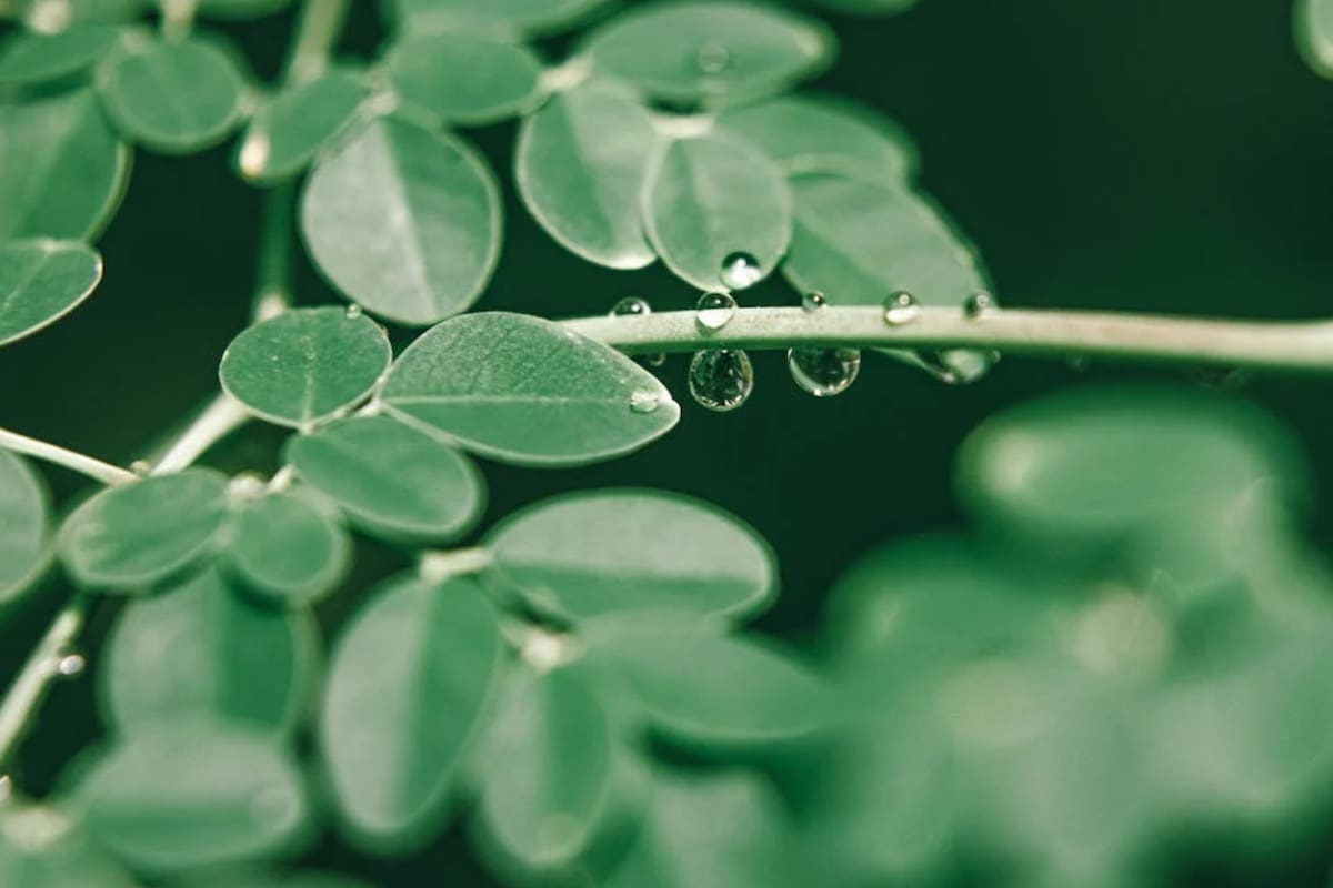 La moringa contiene una variedad de nutrientes esenciales, incluyendo proteínas, vitaminas, minerales y antioxidantes (Foto Pexels)
