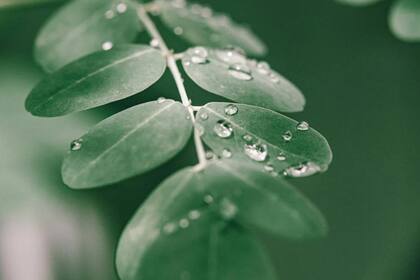 La moringa es utilizada para combatir diversos malestares (Foto Pexels)