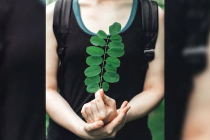 La moringa se puede consumir en infusión (Foto Pexels)