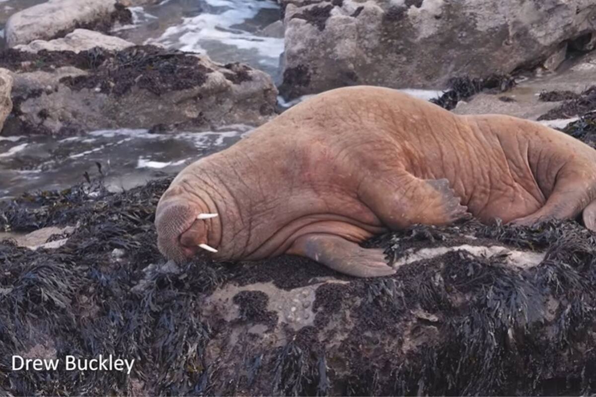 La morsa que se quedó dormida y apareció en Irlanda, ahora llegó a Gales