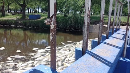 La mortandad de diciembre de 2023 fue de las más grandes, según los arequeros; esta fotos fue sacada por un vecino desde el embalse de Carmen de Areco