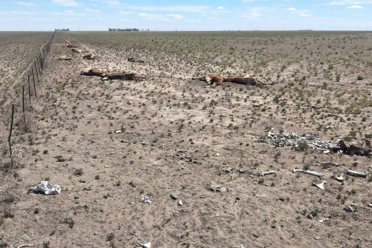 La mortandad de hacienda jaquea a los productores