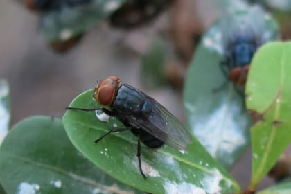 La mosca barrenadora deposita sus huevos en heridas expuestas o aberturas naturales del cuerpo de animales de sangre caliente (Foto: Departamento de Agricultura de Estados Unidos)