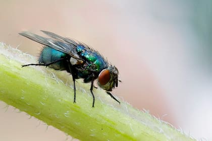 La mosca barrenadora es una especie de parásito que representa una grave amenaza para los animales de sangre caliente en Texas
