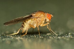 La mosca de la fruta tiene 15.000 genes, un poco menos que los seres humanos