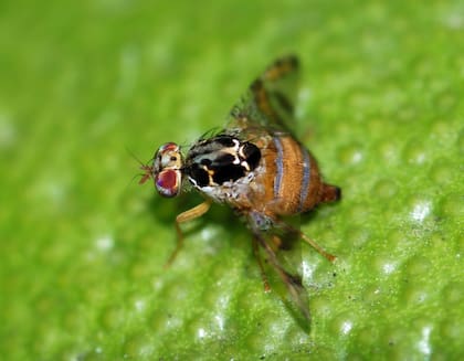 La mosca mediterránea de la fruta