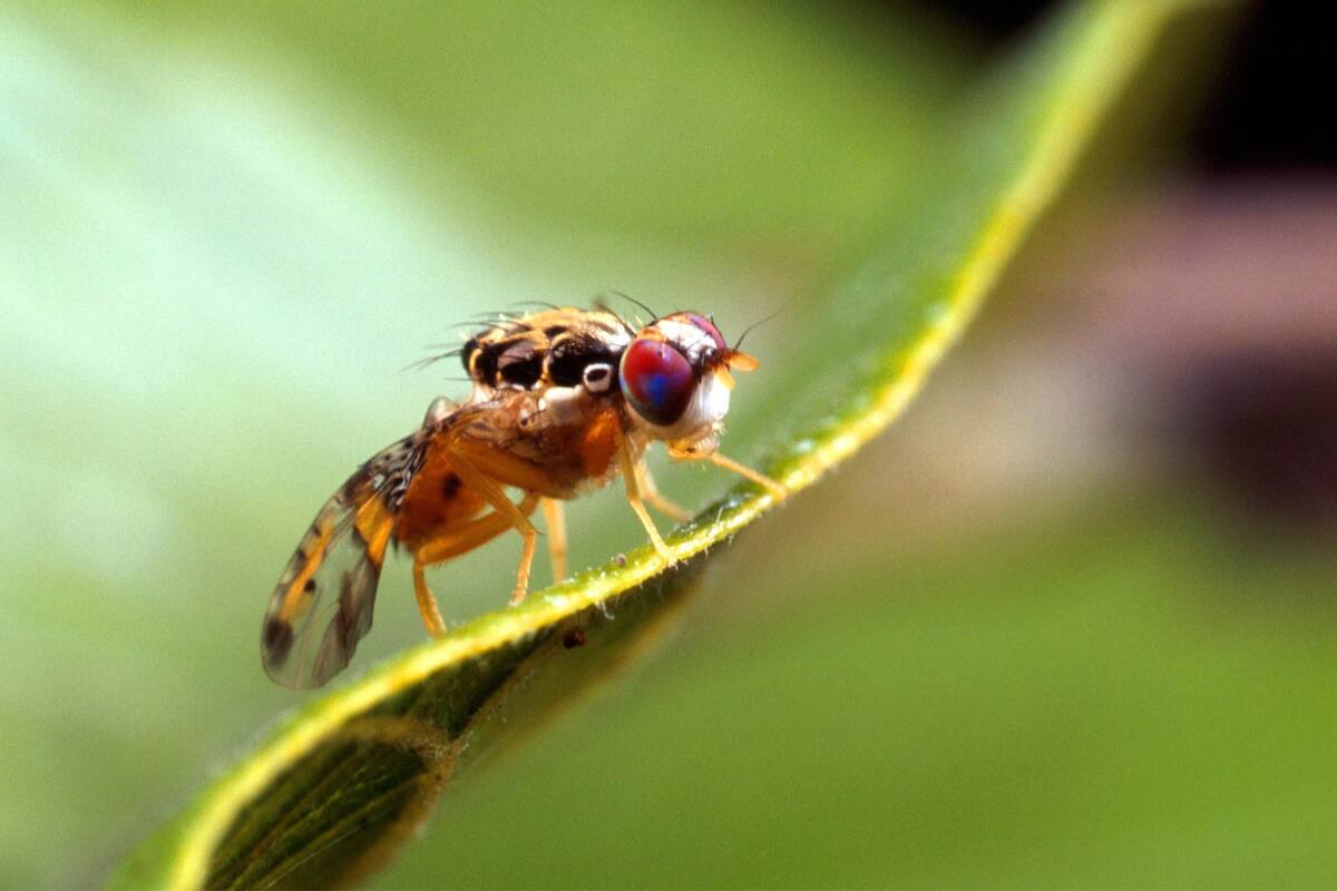 La mosca mediterránea de la fruta infesta a más de 250 alimentos agrícolas; para erradicarla, las autoridades de California pusieron a la población en cuarentena