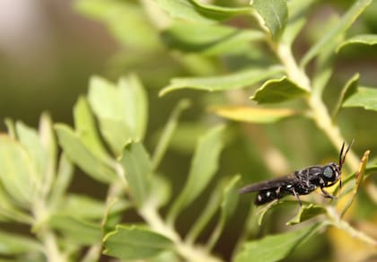 La mosca Soldado Negra, en su estado natural. Es autóctona de la Argentina. “Los insectos son una fuente muy grande de proteínas para los animales. Las larvas de esta mosca son muy eficientes a la hora de convertir residuos orgánicos en proteína”, destaca Nolet