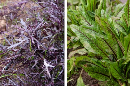 La mostaza japonesa (mizuna) es una de las infaltables en la huerta de Mezcla por su sabor algo picante (izq.). La acedera sanguínea, muy decorativa en platos y ensaladas (der.)
