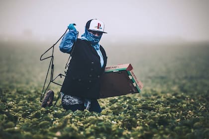 La MSPA extiende su cobertura legal a trabajadores que interactúan con contratistas de mano de obra, asociaciones agrícolas, productores y responsables de viviendas para cuadrillas
