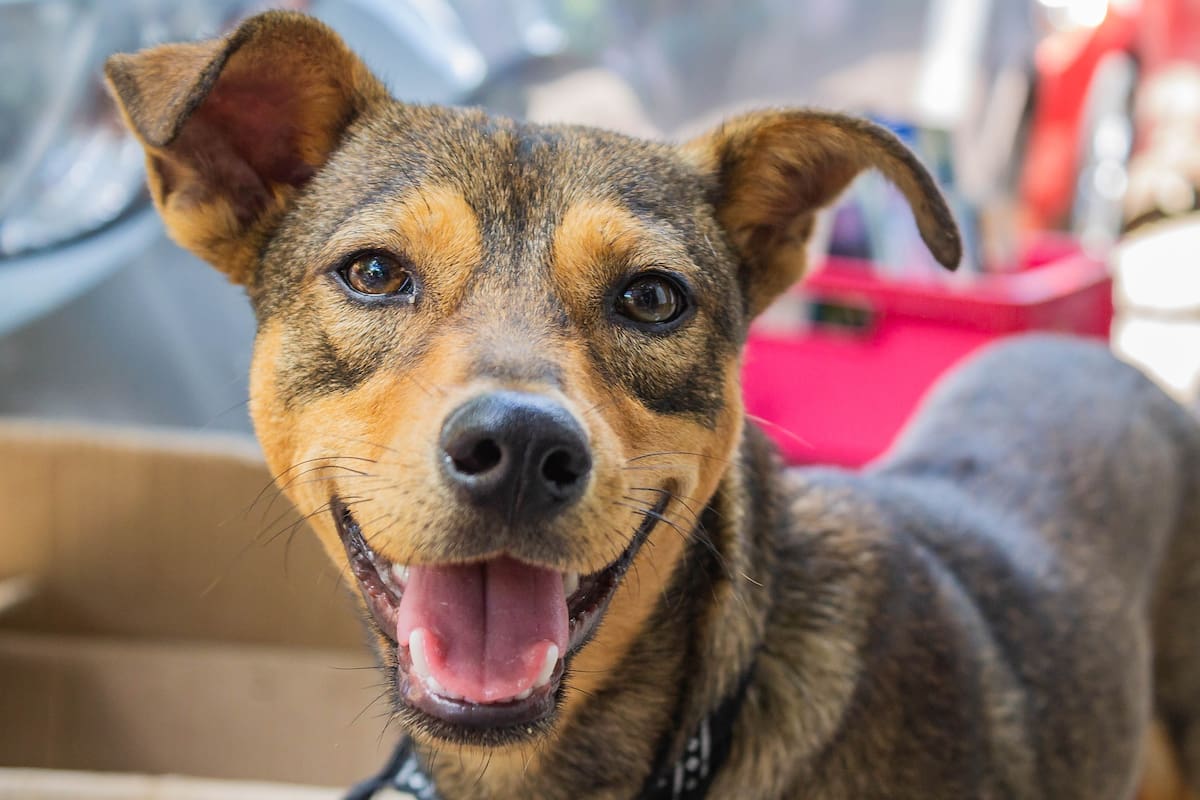 La MSPCA (Massachusetts Society for the Prevention of Cruelty to Animals) lanzó una iniciativa llamada “Mass Saves”