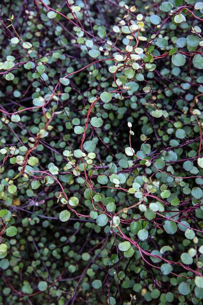 La Muehlenbeckia complexa es una enredadera que soporta bien las heladas.