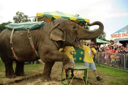 La muerte de Beulah, un elefante utilizado por un zoológico de Connecticut, significó un puto de inflexión en la lucha por defender a los animales salvajes